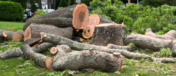 Professional Tree Care in Kearney, NE